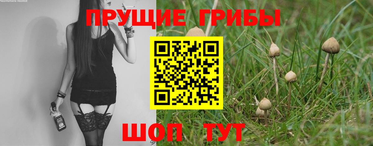 Тамбов  Галлюциногенные грибы Psilocybine cubensis  Вход с VPN 